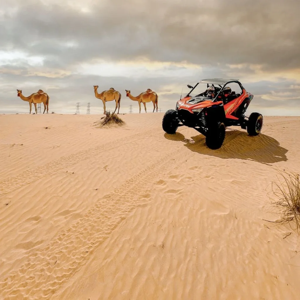 Camel Interaction on Buggy Tour.